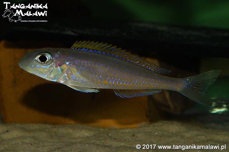 Xenotilapia flavipinnis 'Chituta Bay'
